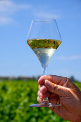 Fototapeta premium Glass of white wine from vineyards of Pouilly-Fume appelation, near Pouilly-sur-Loire, Burgundy, France