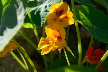 Medicinal edible ornamental plant garden orange nasturtium in blossom