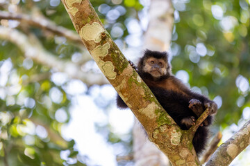 Monkey in a tree of the lush rain forest of the national park Iguazu Falls, one of the new seven...
