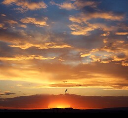 Sunset in  the warm colorful sky and the silhouette of a bird.