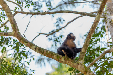 Monkey in a tree of the lush rain forest of the national park Iguazu Falls, one of the new seven natural wonders of the world - traveling and exploring South America and its wildlife