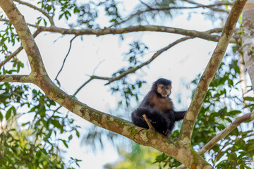 Monkey in a tree of the lush rain forest of the national park Iguazu Falls, one of the new seven...