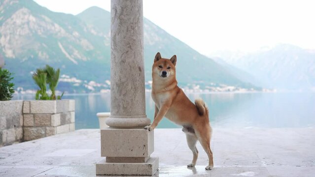 dog on the embankment at the sea and mountains. Shiba Inu near the blue water 