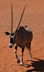 Oryx Portrait
