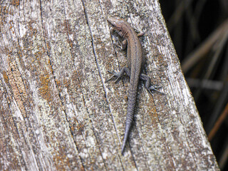 Close up of a small lizard