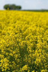 Obraz premium field of yellow flowers