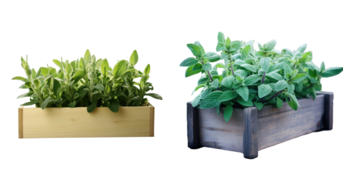 Salvia a popular cooking herb grows in a wooden box in Poland Europe on a sunny day