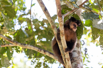 Monkey in a tree of the lush rain forest of the national park Iguazu Falls, one of the new seven...