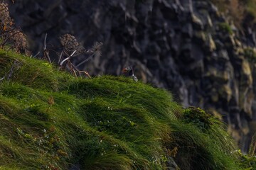 Puffins on a cliff, Vik, Iceland
