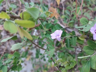 Ipomoea triloba is a fast-growing vine with heart-shaped leaves and small pink to purple trumpet-shaped flowers, often found in tropical and subtropical regions.