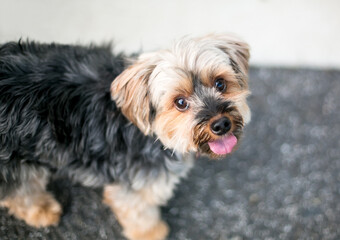 A happy Yorkshire Terrier mixed breed dog