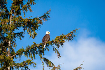 A Bald Eagle perched in a tree in Ketchikan, Alaska