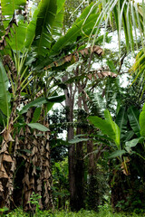 Obraz premium banana plantation