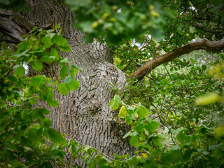 an owl sits in a tree