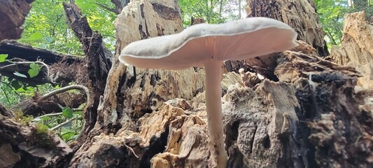 mushroom in the forest