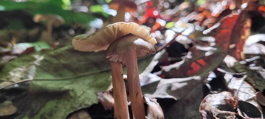 Two Liberty Cap