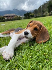 Beagle puppy dog lying down 