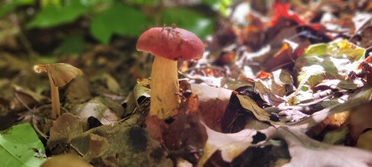 Bolette In The Forest