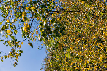 Birch forest with trees with yellow and green foliage