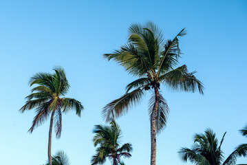 Fototapeta na wymiar Palm trees and sky