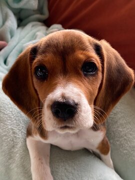 beagle puppy sleeping