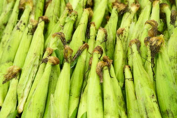 数多く並ぶトウモロコシ