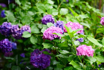 雨が降ると元気になる紫陽花