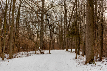 Snow And Tracks On The Sunny Local Trail In January In Wisconsin