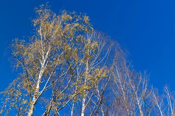 Poster sunny autumn weather in a birch forest with a blue sky © rsooll