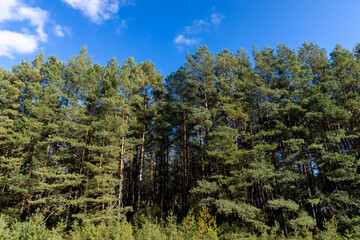Autumn park with trees during leaf fall