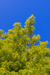 the acacia tree is white with green foliage during flowering in spring