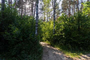 Fototapeta premium mixed forest with large and old trees before sunset