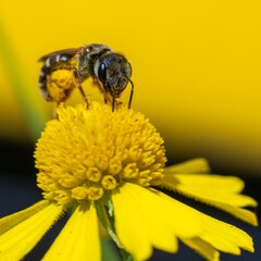 yellow dandelion with bee