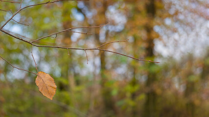 Last leaf. Autumn background. Yellow leaves. Park time of year.