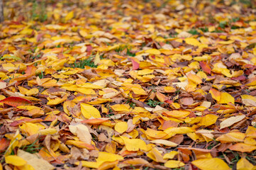 Fallen leaves lie on the ground. Autumn abstract background. Fallen leaves October concert.