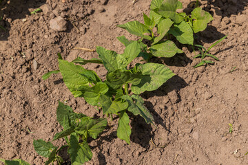 young small bean plants in the field, growing beans