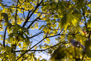 green young foliage of spring maples