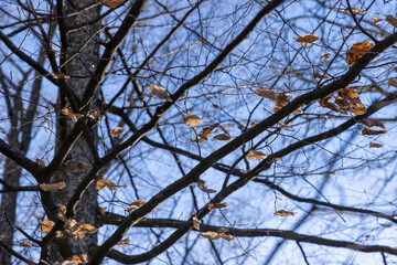deciduous trees in the park in the early spring season
