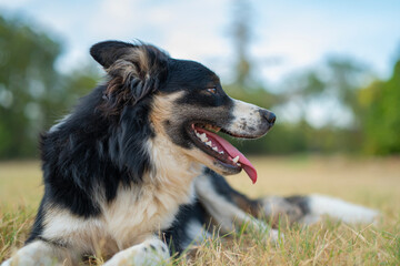 Beautiful border collie puppy lying on the field after playing with another dog