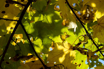 Yellowing maple foliage in the autumn season