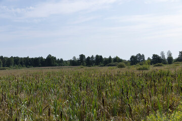 Swampy terrain with plants in summer
