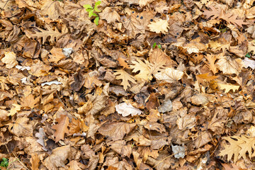 Autumn foliage on trees during its color change