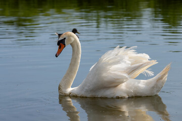 Naklejka premium a white swan with feathers living on the lake in the summer