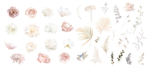 Boho beige and blush trendy vector design flowers. Pampas grass, peony, protea, orchid, dahlia, ranunculus