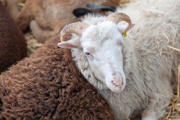 Schafe auf Viehmarkt, Sineu, Mallorca