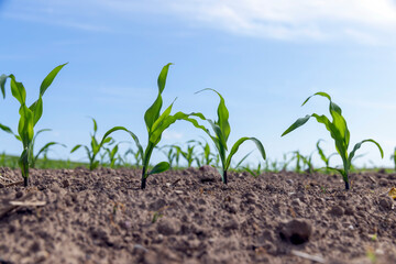 green corn sprouts in the spring season, an agricultural field