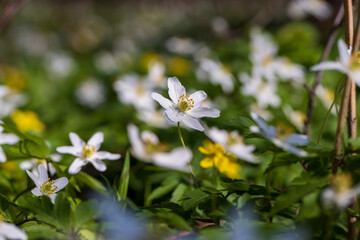 the first spring flowers of anemone are white in a mixed forest