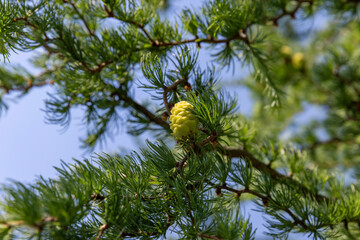Fototapeta premium green needles on a larch tree in the spring season