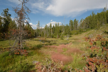 Scenic Meadow In Yellowstone National Park. July 2023.