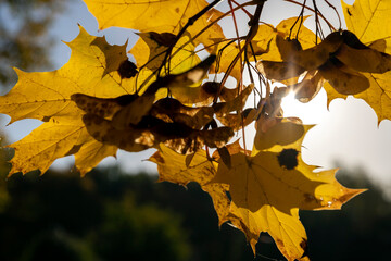 Yellowing maple foliage in the autumn season